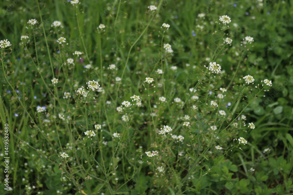 Capsella bursa-pastoris also called Shepherds purse plant with white flowers in the meadow on springtime