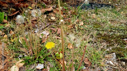 Obraz na płótnie spring w salonie