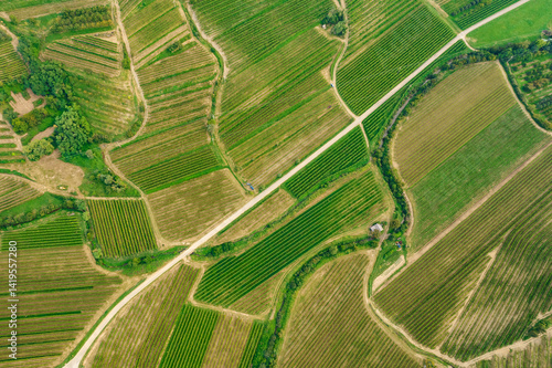 Obraz na płótnie Aerial view of the beautiful vines in the Brda region of Slovenian vineyards. w salonie