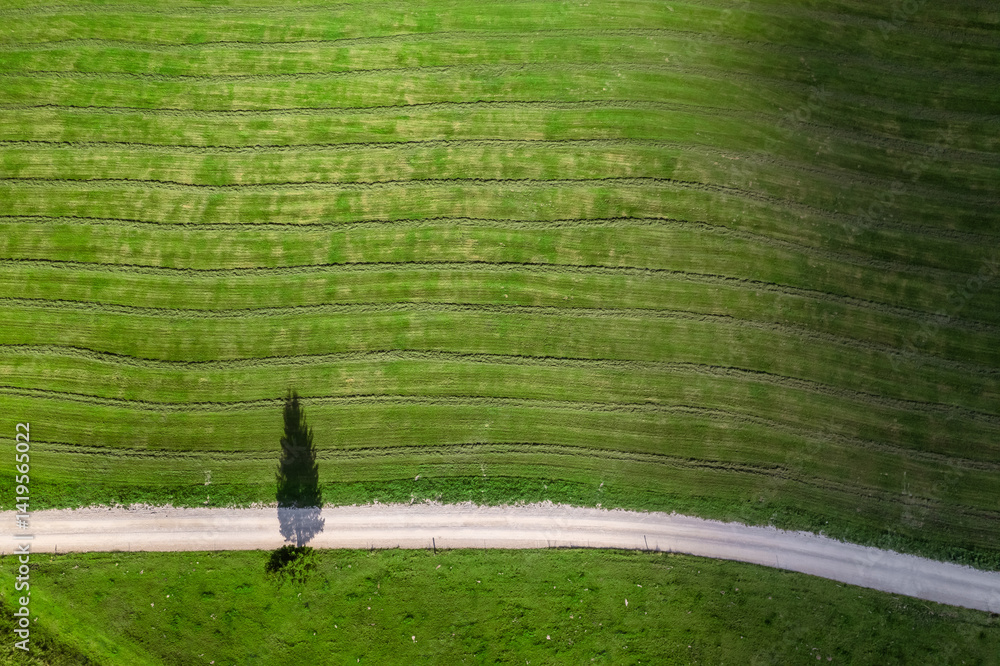 Top-down aerial view of a lone tree casting a long shadow in a vast green field