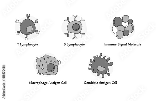 Immune System Cell Icons for Biology Education – T Cell, B Cell, Antigen Presenting Cells, and Cytokines