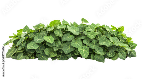 Kudzu Plant Isolated on White Background for Design Projects