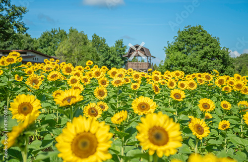 日本の世羅高原に咲く満開のヒマワリ