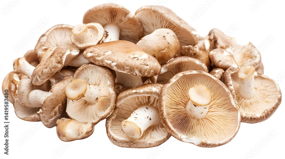 Fresh Oyster Mushrooms Isolated on White Background for Culinary Designs Fresh Oyster Mushrooms Isolated on White Background for Culinary Designs