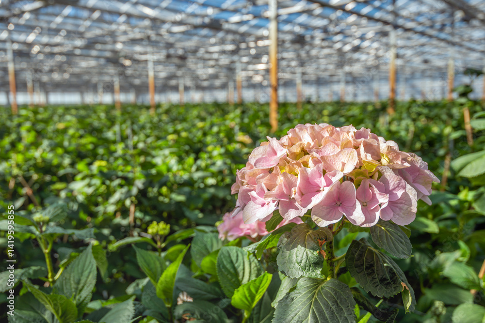Large pink blooming Hydrangea flower in a specialized Dutch nursery of Hydrangea cut flowers.