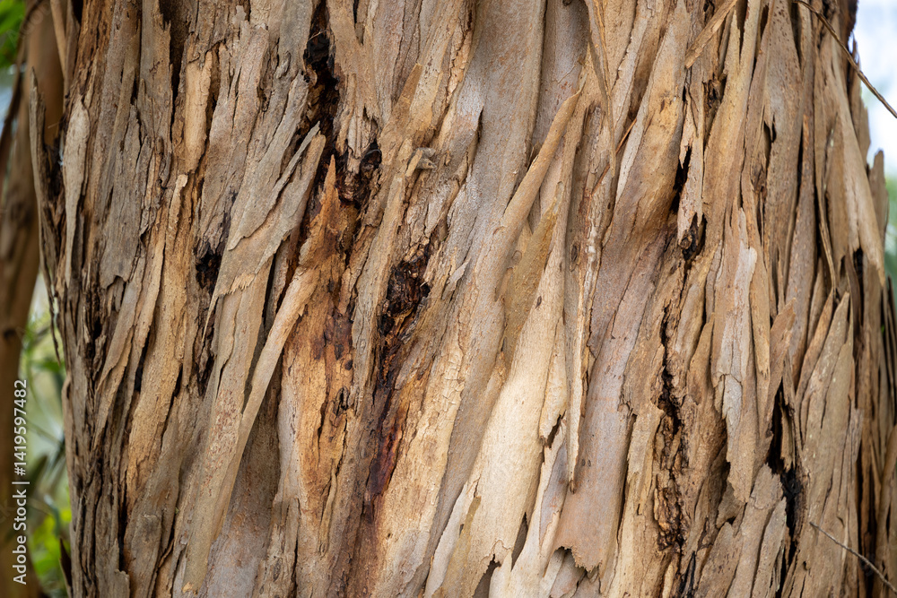 Peeling Eucalyptus Bark in Madeira Peeling Eucalyptus Bark in Madeira