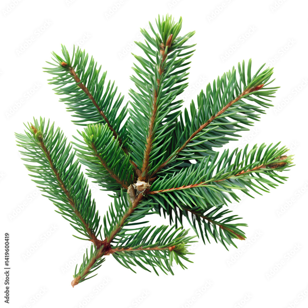 Fresh Evergreen Sprig: A Vibrant Image of Nature's Beauty Fresh Evergreen Sprig: A Vibrant Image of Nature's Beauty