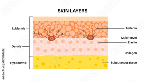 Melanin and melanocytes