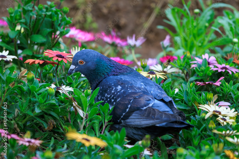 Obraz premium 비둘기