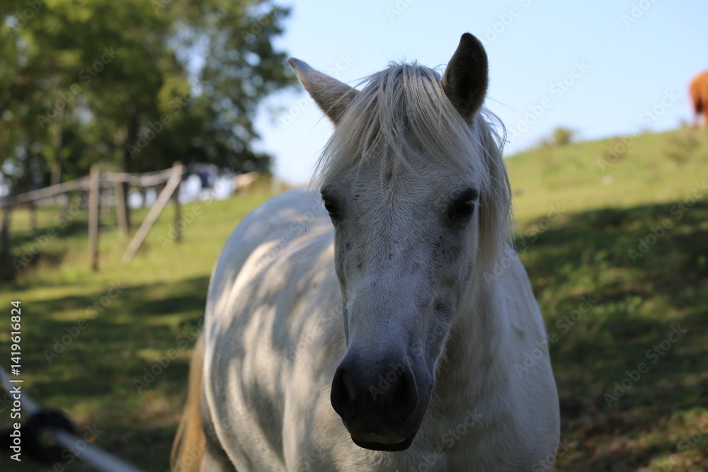 Obraz premium Close-Up of a Majestic White Horse