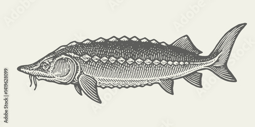 Beluga. Vintage woodcut engraving linocut style vector illustration.