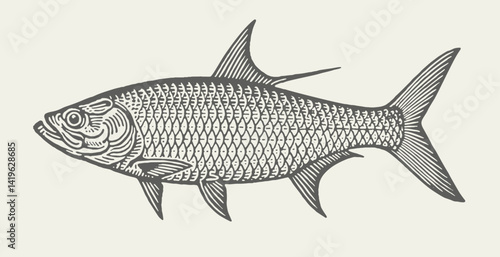 Tarpon. Vintage woodcut engraving linocut style vector illustration.