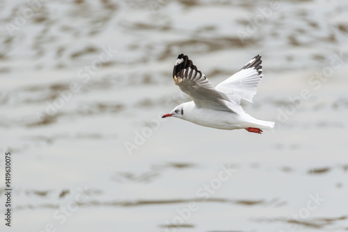 Bird (Laridae) flying on the sky at a nature sea