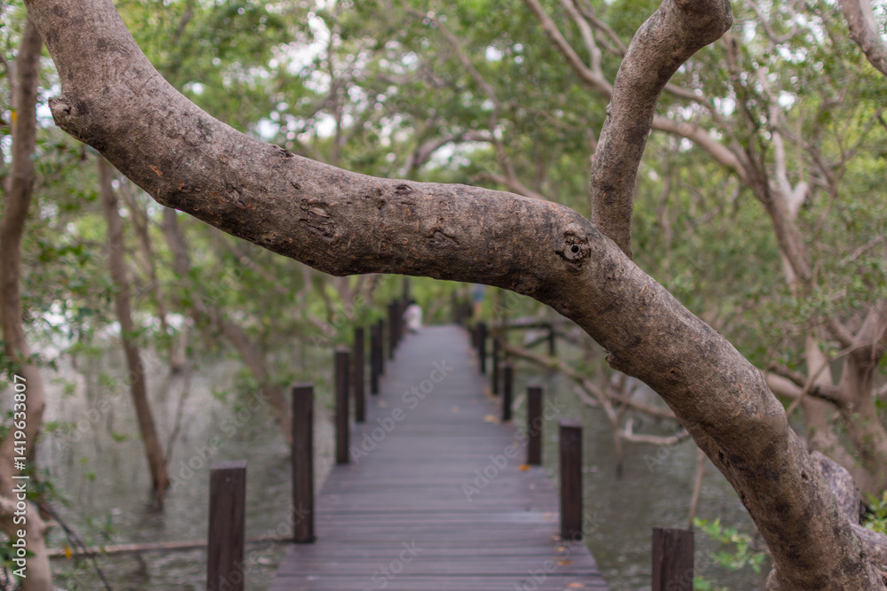 Mangrove forrest (Thung Prong Thong) Mangrove forrest (Thung Prong Thong)