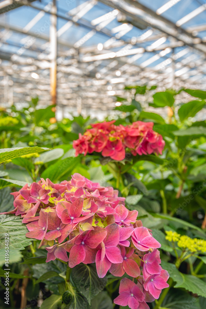 Large dark pink blooming Hydrangea flowers in a specialized Dutch nursery of Hydrangea cut flowers.y