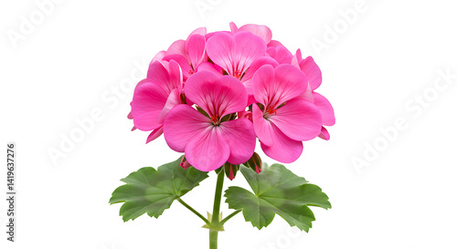 A vibrant pink geranium flower in full bloom against a stark black background with green leaves visible
