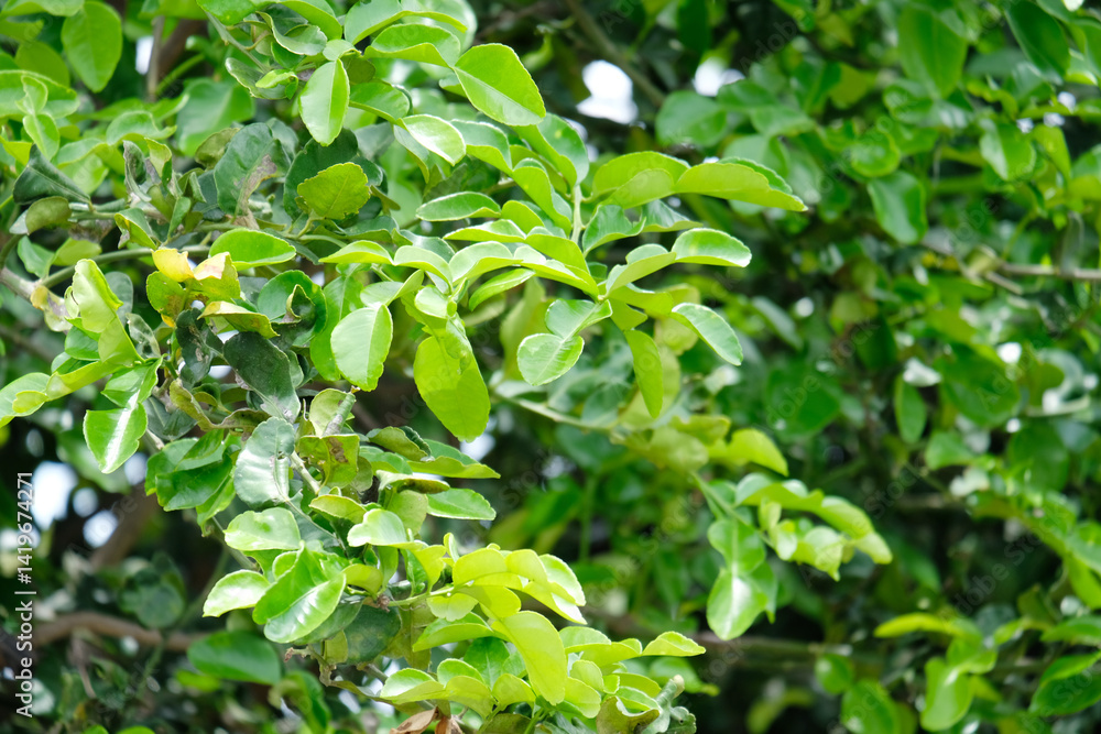 Obraz premium Fresh green kaffir lime leaves on the tree.