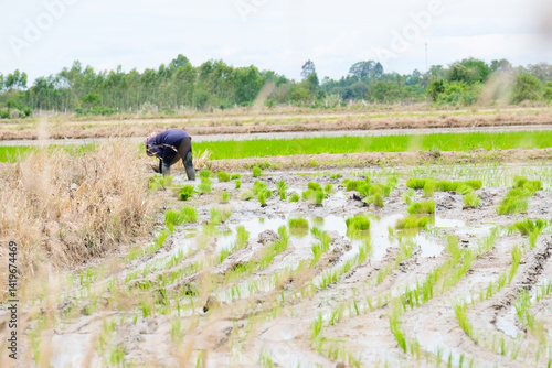 A farmer is transplanting rice seedlings in the paddy field. photo