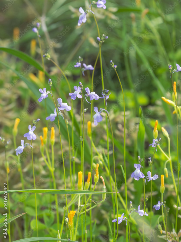 Fototapeta premium 春の山 マツバウンランの紫の花11