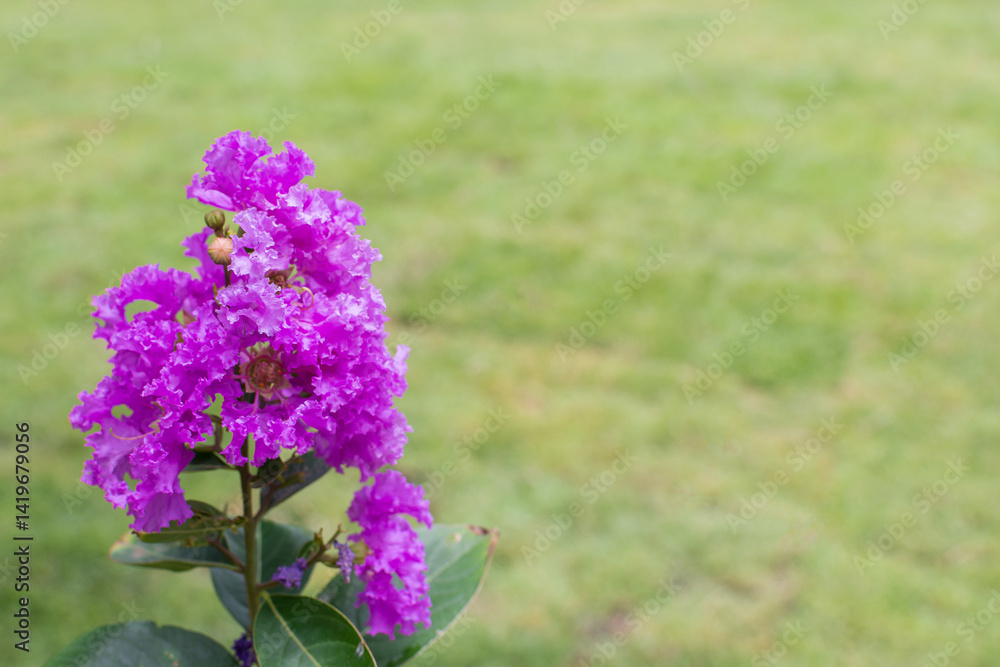 Flower (Lagerstroemia, Crape myrtle) Flower (Lagerstroemia, Crape myrtle)