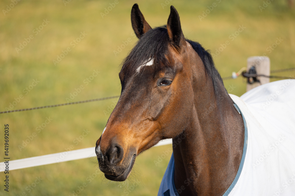 Obraz premium A brown horse stands peacefully in a vibrant green pasture, wearing a light blanket. The sun shines brightly, illuminating the surrounding landscape and showing a tranquil environment.