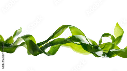 Isolated Laminaria, Spirulina, Fucus, and Litotamnia Seaweed on White Background