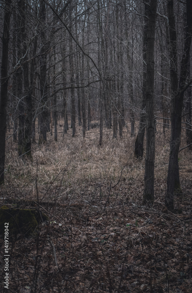 Obraz premium A Mysterious Forest Scene with Bare Trees and Dim Light