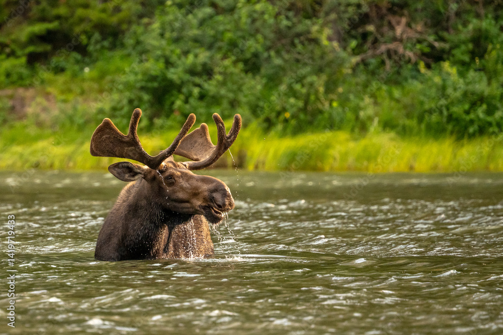 Water Drains Off The Antlers Of Bull Moose In Lake