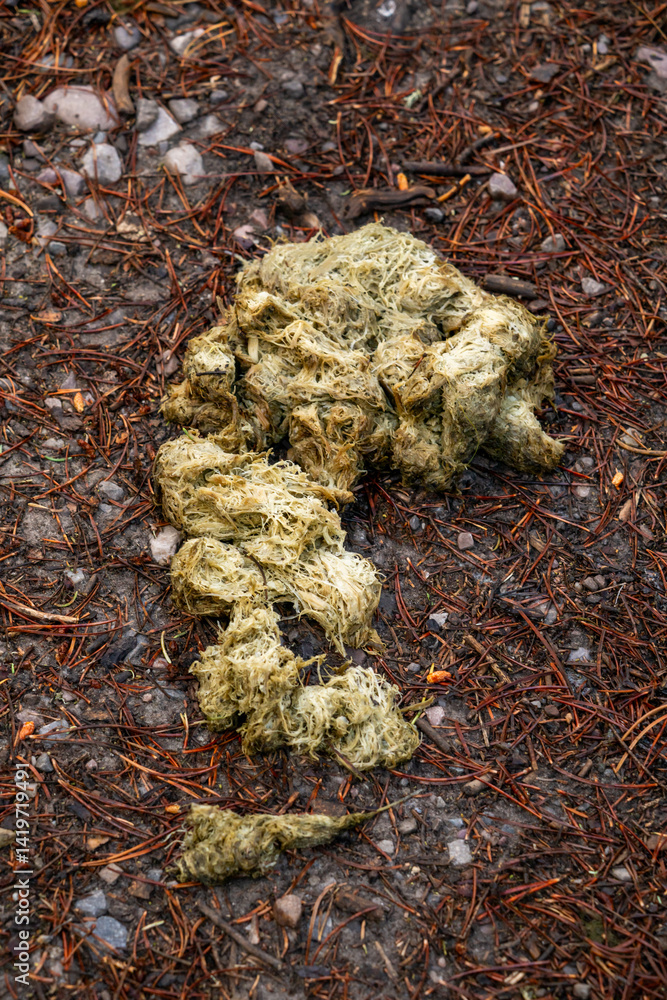 Wet Bear Droppings On Pine Needle Covered Trail