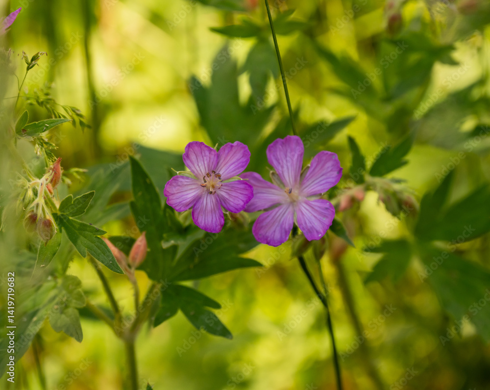Wild Geraniums Bloom In Yellowstone