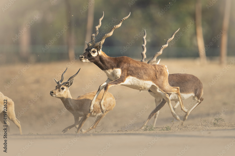 A captivating image of several Indian Blackbuck antelopes in full sprint across a light beige-tan landscape.