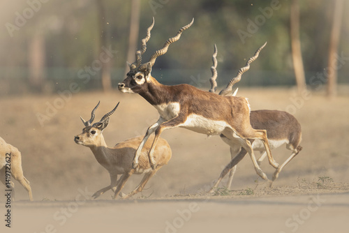 Obraz na płótnie A captivating image of several Indian Blackbuck antelopes in full sprint across a light beige-tan landscape. w salonie