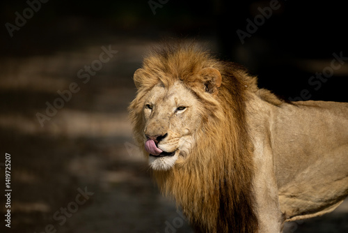 Obraz na płótnie Close-up of a lion's head and shoulders, showcasing its thick mane and a visible tongue. w salonie