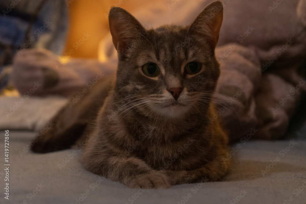 Fototapeta premium Tabby Cat Relaxed Lying Down on Cozy Bed Against Warm Indoor Background