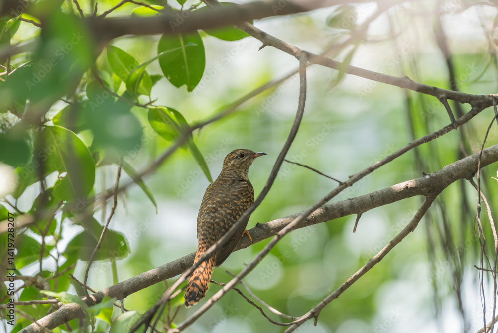 Bird (Plaintive Cuckoo) in a nature wild Bird (Plaintive Cuckoo) in a nature wild