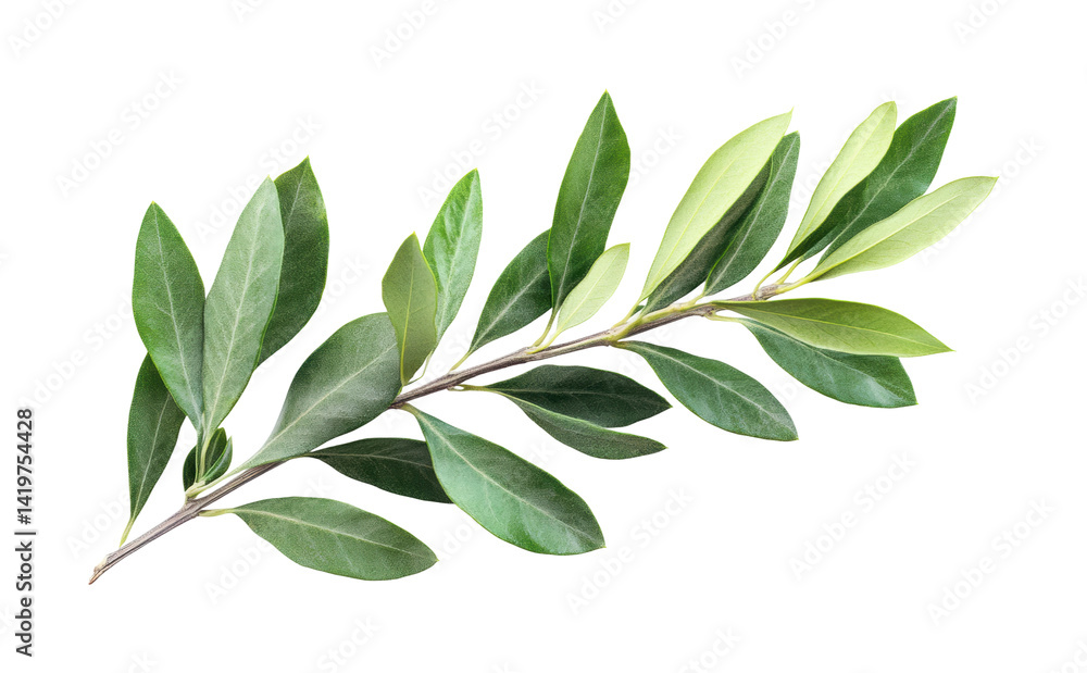 Naklejka premium Exploring green leaves nature showcase plant life isolated on transparent background