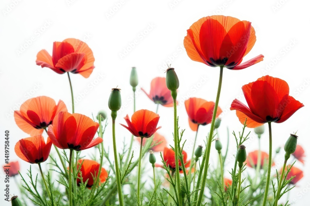 Fototapeta premium Vibrant red poppies, lush bloom, isolated on white , poppy, photography, beautiful