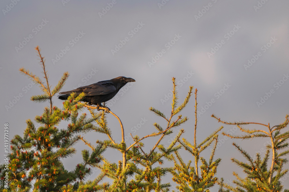 Ein Kolkrabe auf einem Zweig oben im Baum