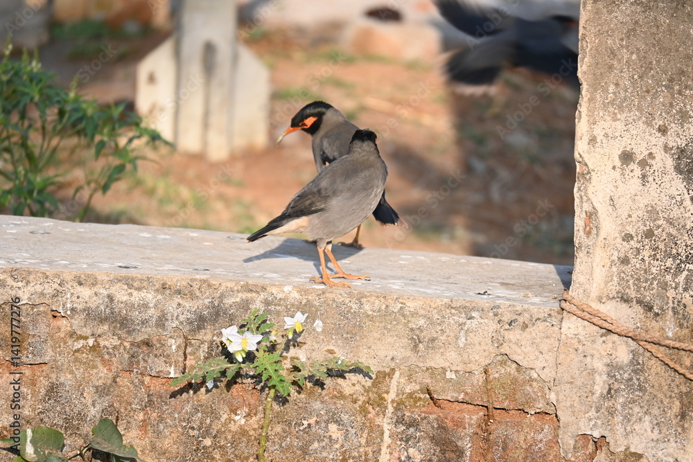 Fototapeta premium Pair of Indian Myna Birds. Its other names Common myna and mynah. This is a bird of the starling family Sturnidae. This is a group of passerine birds. 