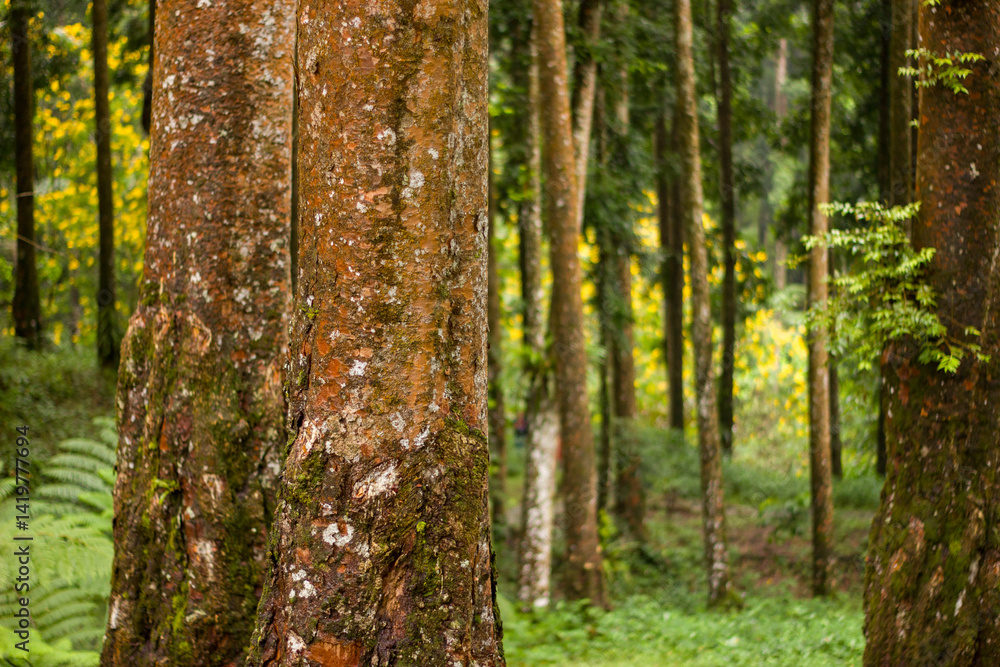 Obraz premium tree in the forest