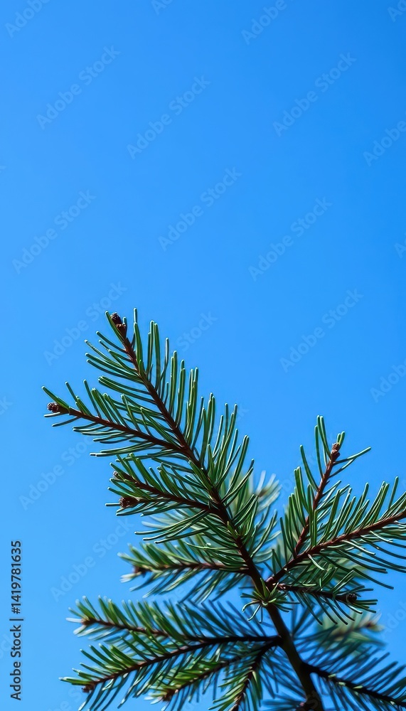 Dark green pine branch against vibrant blue sky, needle, blue Dark green pine branch against vibrant blue sky, needle, blue
