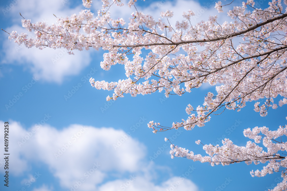 Obraz premium The Sakura cherry blossom season in Japan