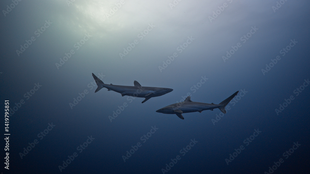 Silky Sharks in the Red Sea, Farasan Banks in Saudi Arabia Silky Sharks in the Red Sea, Farasan Banks in Saudi Arabia