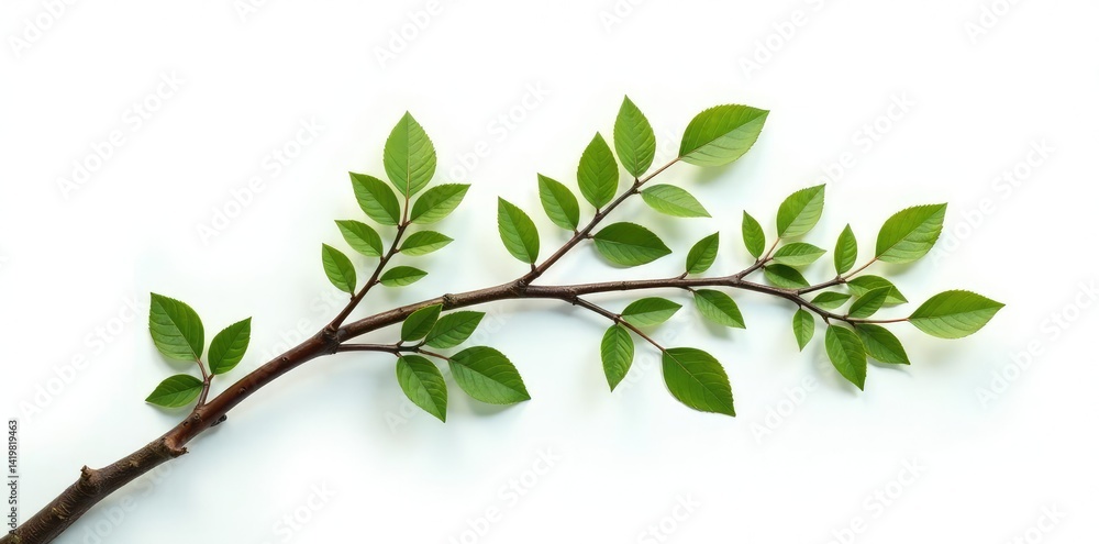 Isolated branches in a curved shape on a white surface, nature, tree, arrangement Isolated branches in a curved shape on a white surface, nature, tree, arrangement
