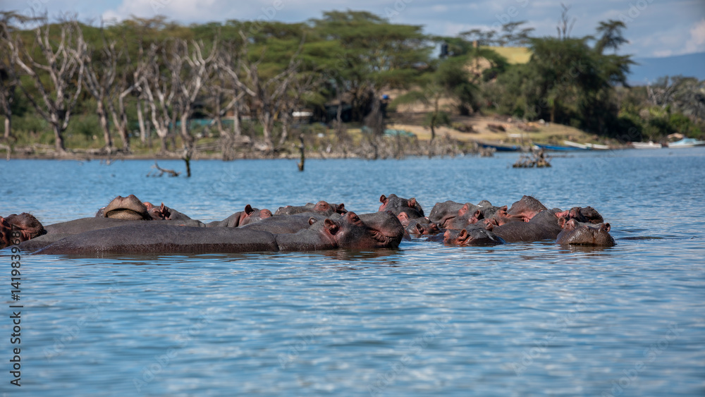 Fototapeta premium Embark on a safari in Kenya. From the bustling city of Nairobi to the pristine jungles of Tsavo and Amboseli to the Masai Mara. this magical land seems to condense the essence of Africa