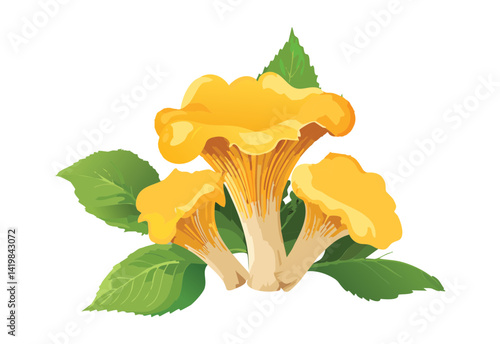 yellow chanterelle mushroom - vector illustration