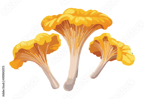  Vector Illustration of Yellow Chanterelle Mushroom
