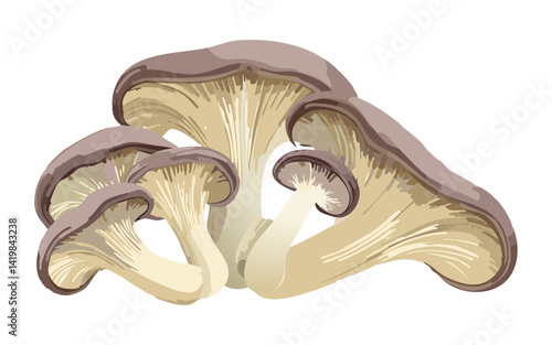 Oyster Mushroom - Vector Illustration