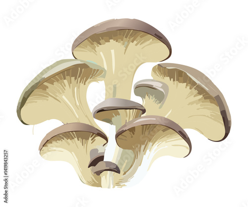 Oyster Mushroom - Vector Illustration