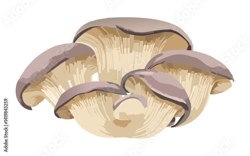 Vector Illustration of Oyster Mushroom